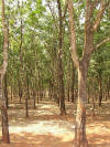 The Rubber Trees Are Still There